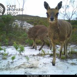 Klipspringer